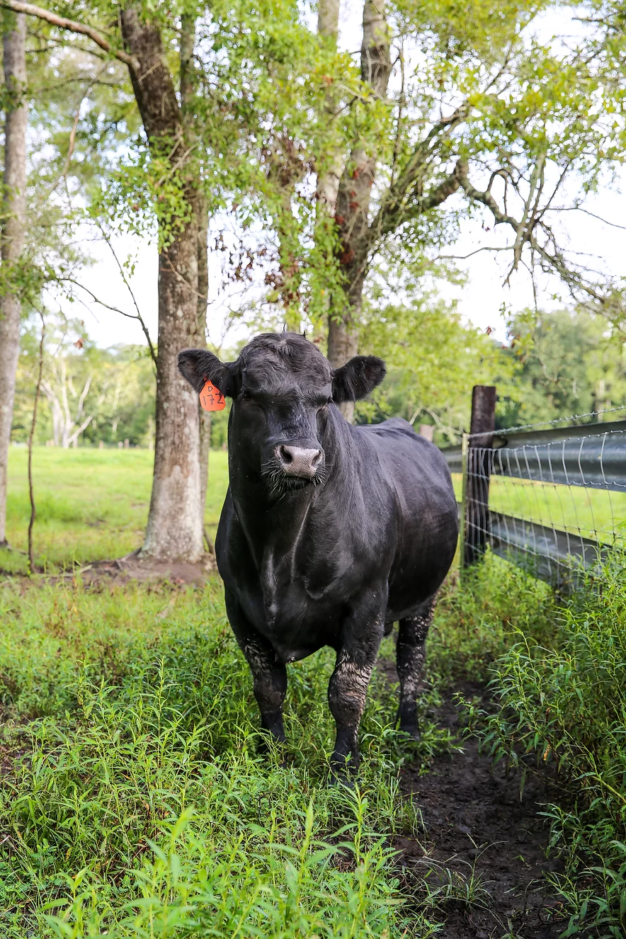 Black cow standing in green grass